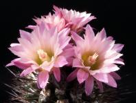 Thumbnail of 1118_Neochilenia floccosa_20120507(1).jpg